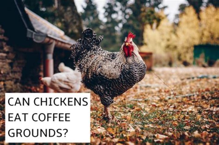 Are coffee grounds bad for chickens?