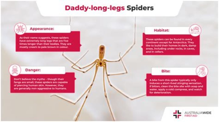Are Daddy Long Legs the most venomous spider in the world?
