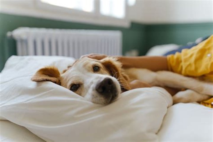 Are dogs happier sleeping in your bed?