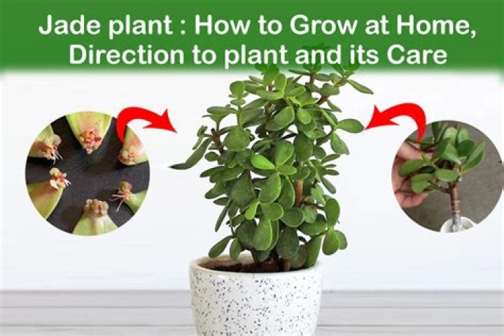 Are jade plants hard to keep alive?
