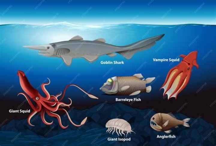 Are there unknown creatures in the ocean?