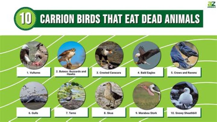 Can birds eat taco shells?