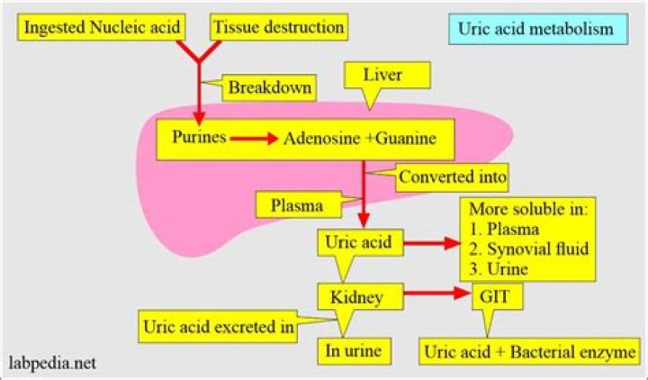 Can dal increase uric acid?