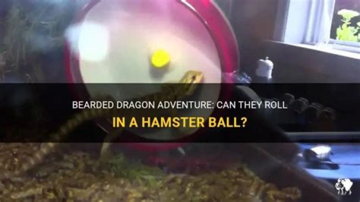 Can you put a bearded dragon in a hamster ball?