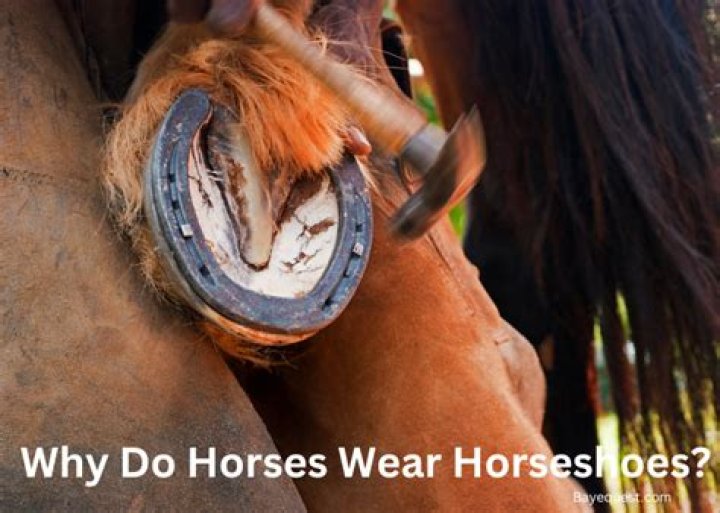 Do horses actually fall in movies?