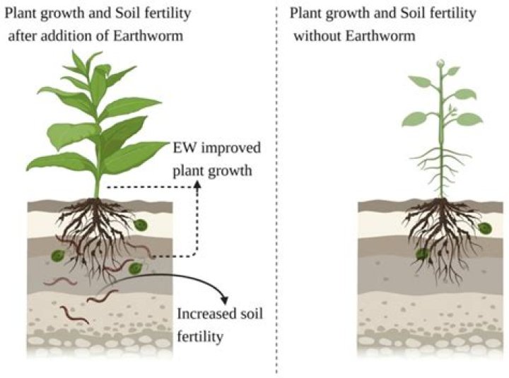Does ibuprofen help plants grow?