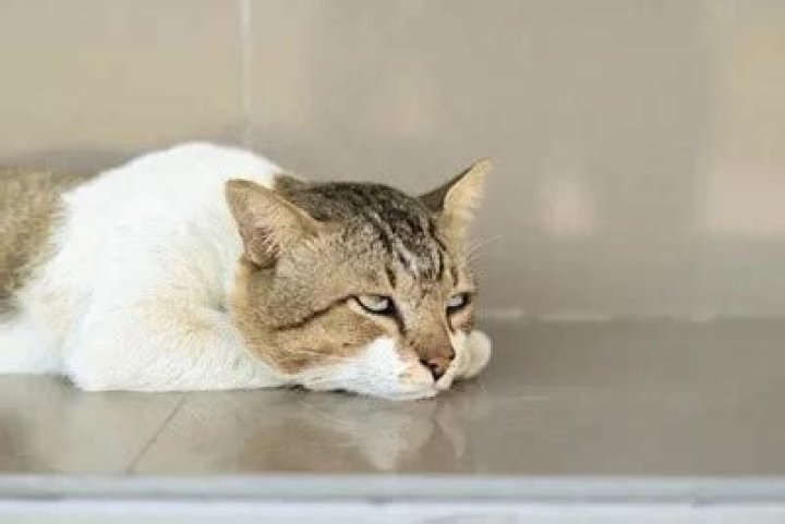 How do cats lay when sick?