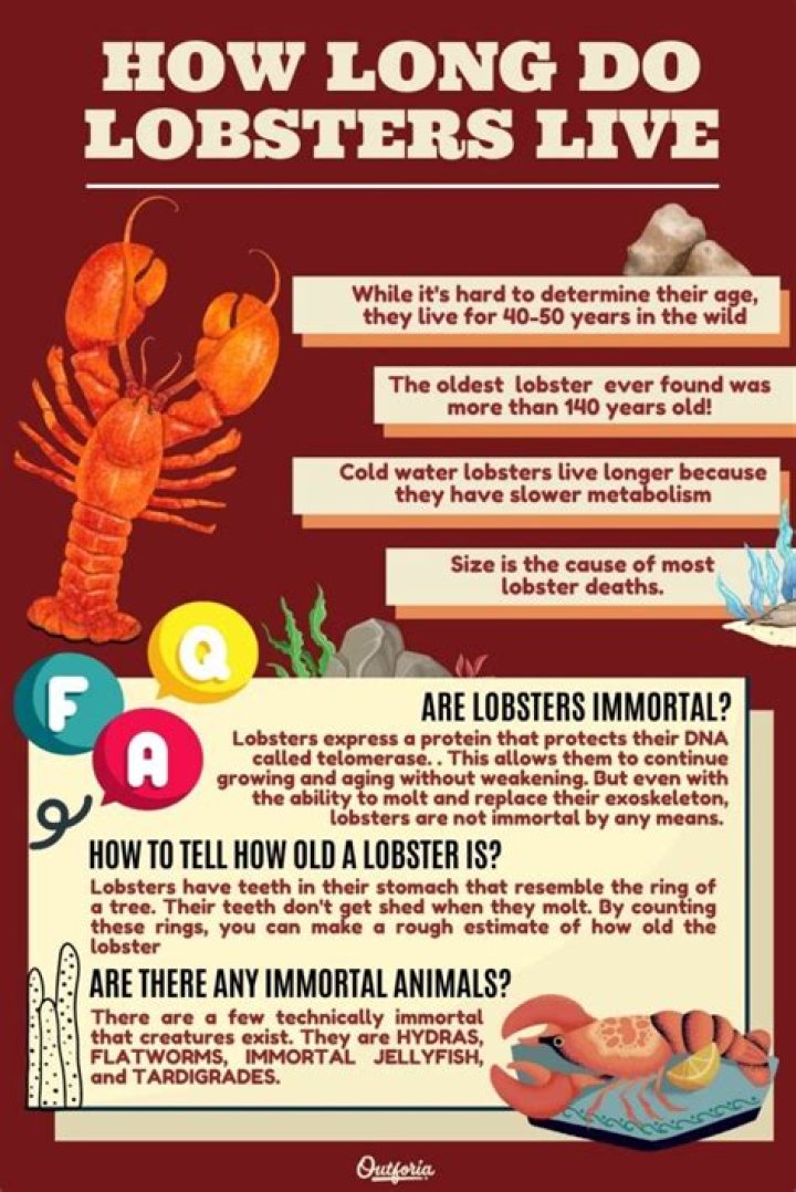 How long can lobsters go without food?