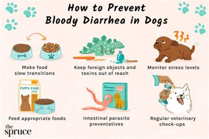 How long should you have diarrhea before going to the vet?