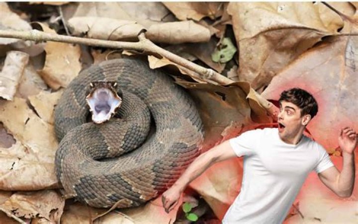 What animal kills rattlesnakes?