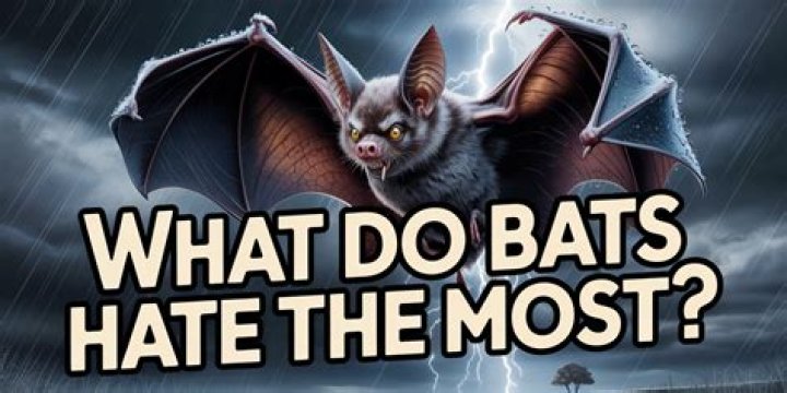 What do bats hate?