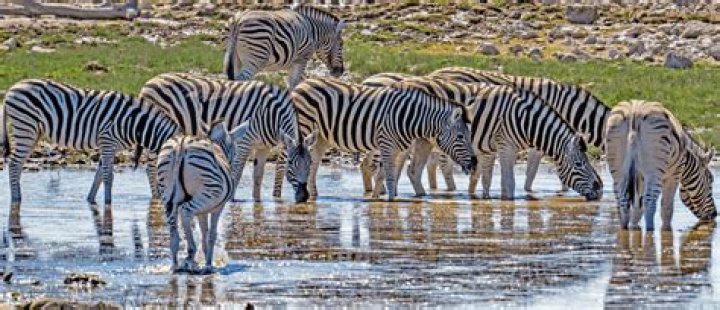 What is a group of zebras called?