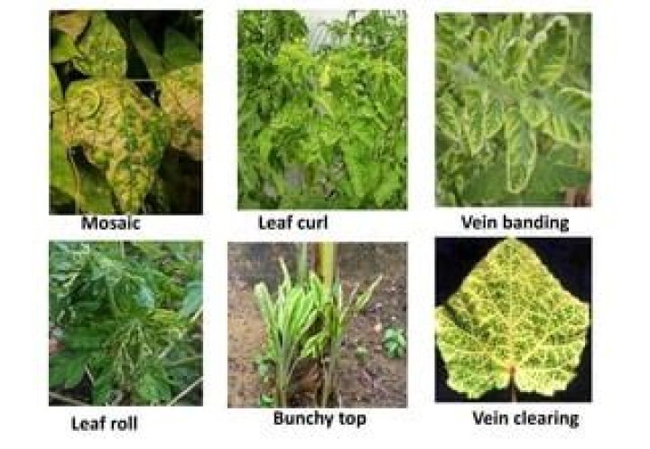 What is plant vein clearing?