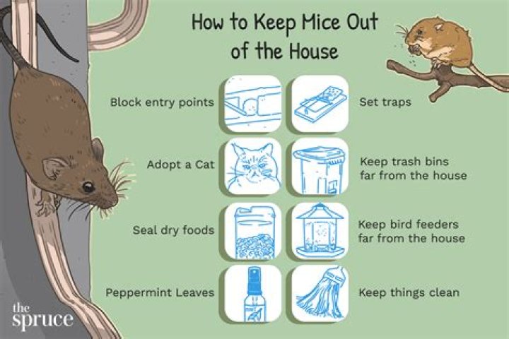 What to fill holes with to keep mice out?