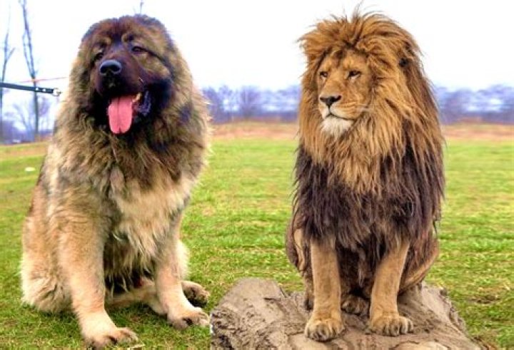 Which dog looks like a lion?