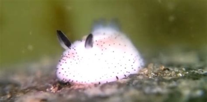 Why are sea bunnies poisonous?