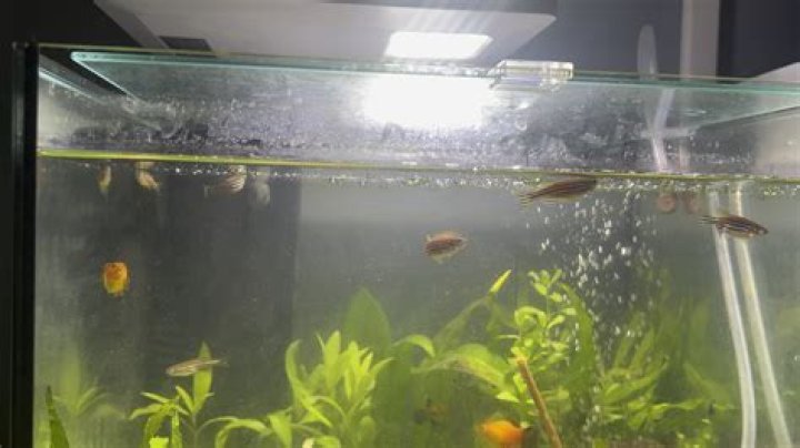 Why do my fish keep swimming to the top?