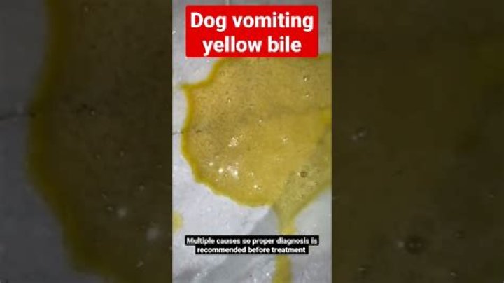 Why does my dog throw up yellow bile?