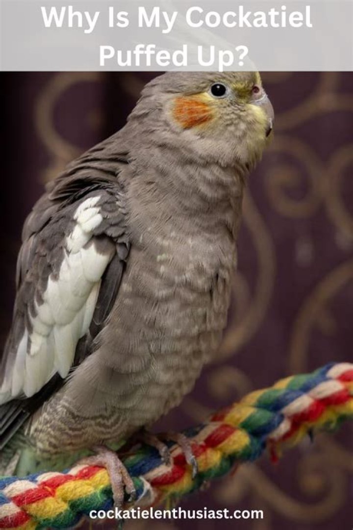 Why is my cockatiel puffed up?