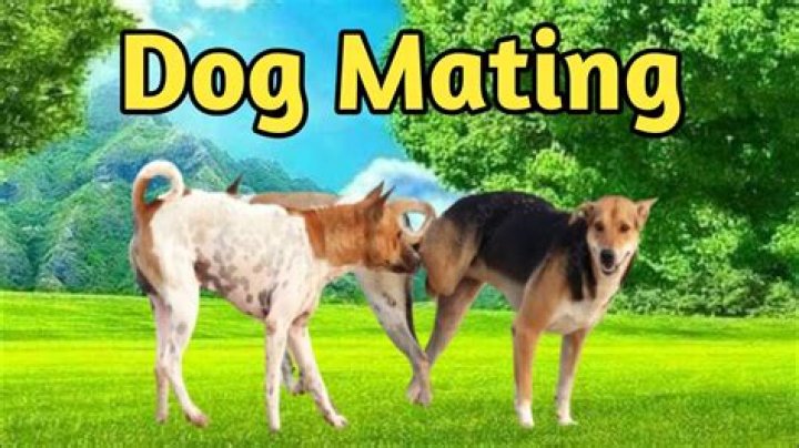 Will dogs mate with their offspring?