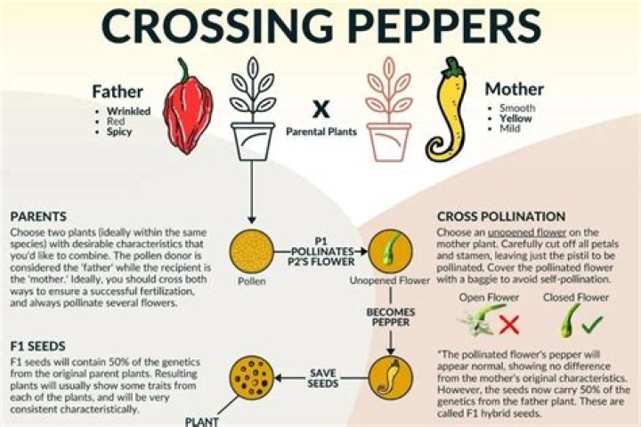 Will hot peppers cross pollinate with bell peppers?
